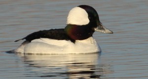 Bufflehead